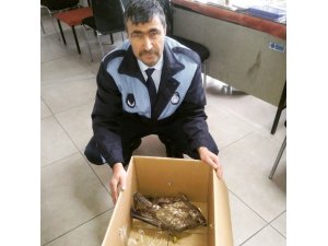 Yaralı şahine zabıta şefkati