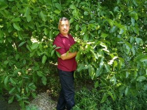 Kütahya’da ceviz üretimi 4 bin 425 ton olarak gerçekleşti