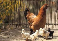 Eti, yumurtası derken şimdi de..