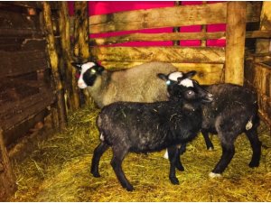 Giresun’da "Ramanov" koyunları çoğalıyor