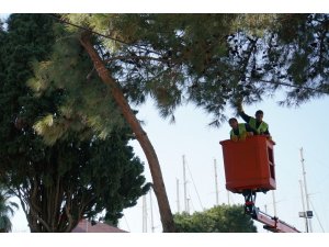 Çıktığı ağaçtan vinçle indirildi