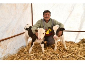 Kayserili besicinin iki ineği ikiz buzağı dünyaya getirdi