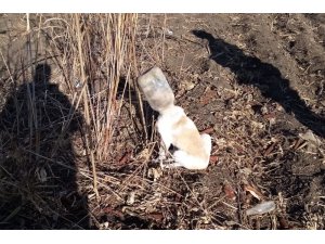 Başını bidona sıkıştıran köpeği itfaiye kurtardı