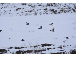 Dondurucu soğuğa rağmen su kuşları göç etmedi