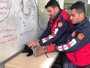 Şanlıurfa’da kedi kurtarma operasyonu