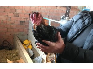Yasa dışı horoz dövüştüren 23 kişiye 7 bin 790 TL ceza kesildi