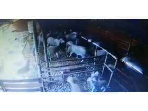 Koyunların depreme tepkisi güvenlik kamerasında