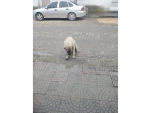 Zehirlenerek öldürülen köpeklerin katili aranıyor