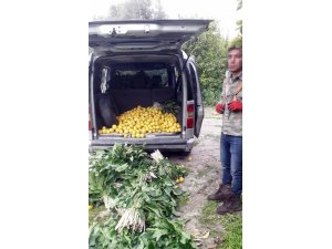 Jandarma limon hırsızlarını kıskıvrak yakaladı