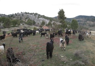 Ormanın ''en büyük düşmanı''