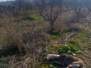 Başına pet şişe geçen köpek kurtarıldı