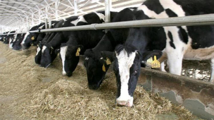 Konya Ereğli'deki "Sütbank" davası başladı