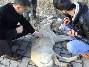 Kaymakamdan yaralı köpeğe şefkat eli