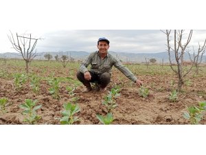 Ödemiş’te bakla mevsimi yaklaşıyor