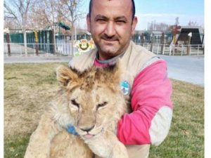 Hayvanat bahçesindeki aslan bakıcısının parmağını kopardı