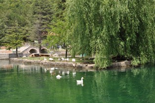 Kuğulu Park'taki ördekler yuvaya kavuşuyor