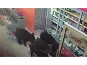 Bu mahalleyi domuzlar bastı