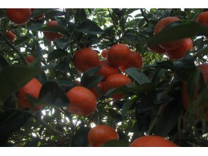 Almanya ve Hollanda’nın mandalinası Adana’dan