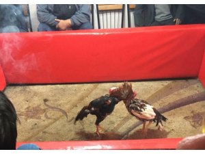 Keşan’da kıraathaneye horoz dövüşü operasyonu