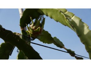 Ejder meyvesi üreticinin gözdesi