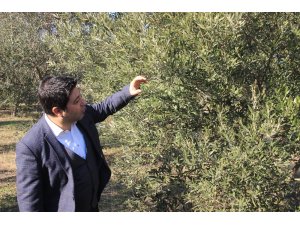 Ucuz zeytinyağı alırken bir kez daha düşünün