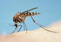 Sivrisinek ısırığını kaşımayın