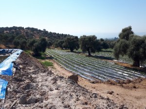 Aydınlı çiftçilere 791 bin TL’lik destek