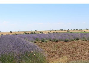 Kırklareli tarımına 7 milyonluk destek