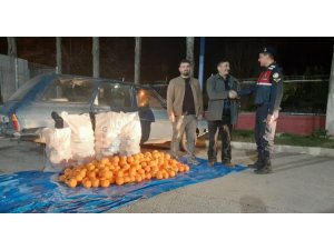 Portakal hırsızları jandarmanın dikkati sonucu yakalandı