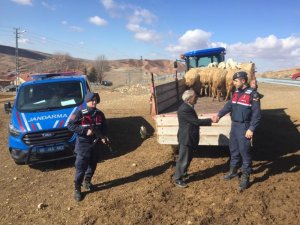 Haymana’da çalınan 22 küçükbaş hayvandan 13’ü Cihanbeyli'de bulundu sahibine teslim edildi