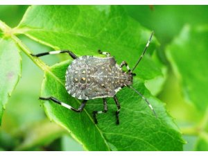 Fındıkta "kahverengi kokarca" zararı