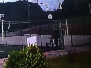İstanbul’da köpeği defalarca tekmeleyen şahıs kamerada