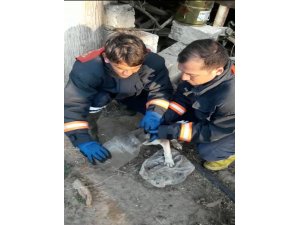 Kafası bidona sıkışan köpeği itfaiye ekipleri kurtardı