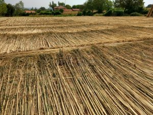 Kenevir üretimi izni için son gün 1 Nisan