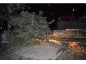 Malatya’da şiddetli fırtına ağacı kökünden söktü