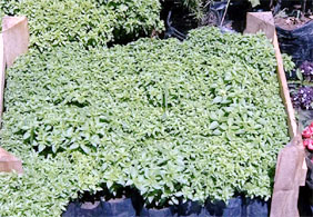 Fesleğenle, uykusuz gecelere son