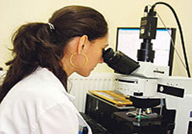 Doku üretimine izin çıktı