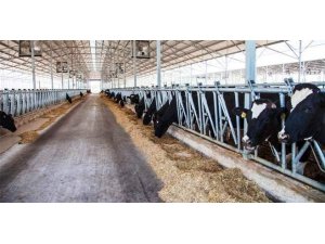 Faizsiz kredi desteğiyle hayvancılığa başlama fırsatı