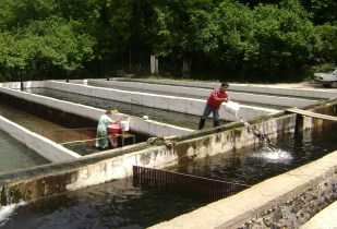 Üretim çiftliklerine yavru alabalık