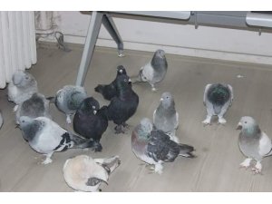 Güvercin hırsızları kıskıvrak yakalandı