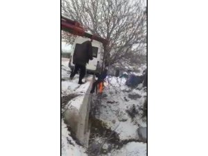 Ceviz ağacı hayatını kurtardı