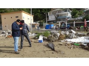 Bartın’da ölü yunus balığı sahile vurdu
