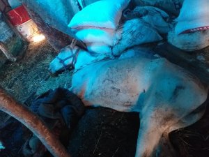 Büyükada’daki karantina altındaki atların içler acısı hali kamerada