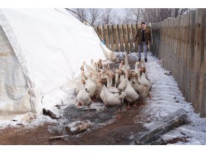 Marketini kapattı, kaz çiftliği kurdu