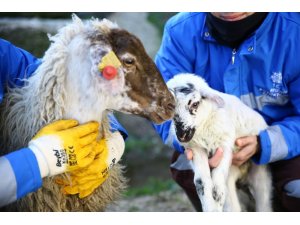 Çine çaparlarının ilk kuzusuna ‘Umut’ ismi verildi