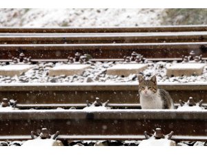 Çankırı'da kar kartpostallık görüntüler oluşturdu