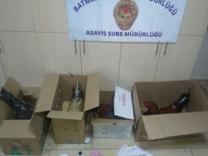 Batman’da horoz dövüşüne ceza