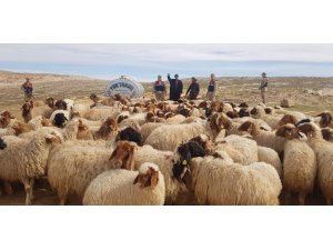 Şanlıurfa’da küçükbaş hayvan hırsızlığı: 2 tutuklama