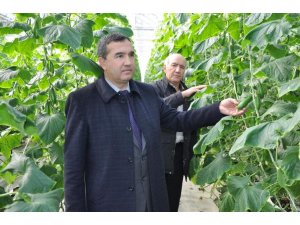 Teknolojik termal seralarda salatalık üretimi