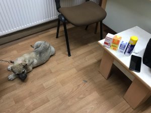 Kulağı kesilen köpek için polis ekipleri seferber oldu